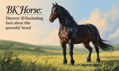 Bk Horse