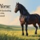 Bk Horse